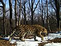 Amur leopard. Frame from a camera trap