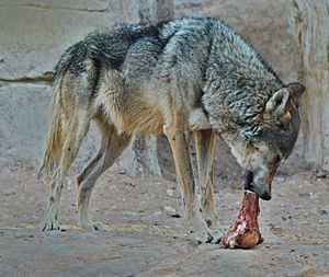Arabian Wolf Al Ain Zoo 1 leicht verbessert