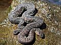 Arafura File Snake (Acrochordus arafurae) (8691271511)