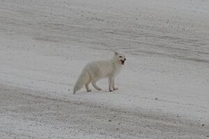 Arctic Fox CJT001