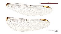 Armagomphus armiger female wings (35012888506)