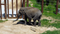 Asian elephant at the National Zoo -02- (50855548156)