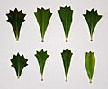 Eight leaves, arranged in a four-by-two grid, on a white background. All are wedge-shaped, tapering to a point at the bottom, and a zigzag pattern at the top. The degree and shape of flare varies, as does the number of teeth.