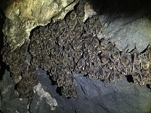 Bat in mine JAPAN