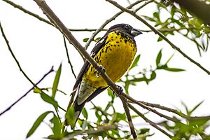 Black-backed Grosbeak (Pheucticus aureoventris) (8077568632).jpg