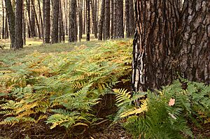 Bor lowland typical forest