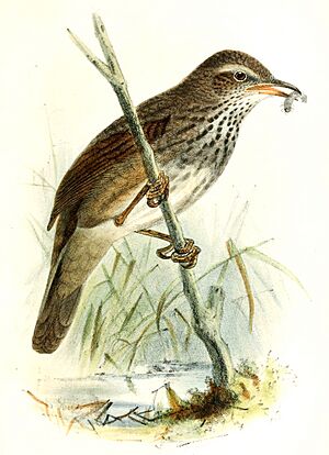 Bradypterus barratti 1876