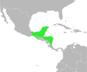 Bufo vacilleps distribution.svg