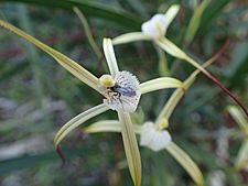 Caladenia denticulata subsp. denticulata 03