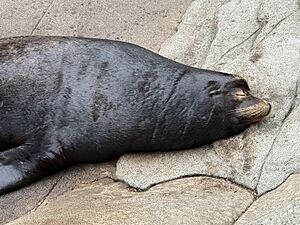 California Sea Lion VA 01