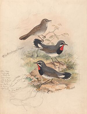 Calliope Tschebaiswi Prjer (Thrush Family) by John Gould