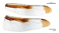 Camacinia othello female wings (35059540465)