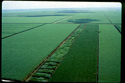 Canal Point Florida Sugarcane from Air 1968.jpg