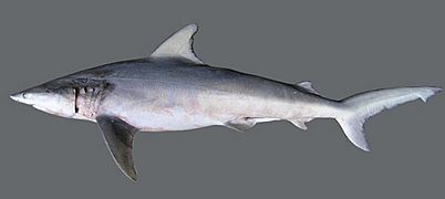 Carcharhinus isodon TPWD