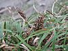 Carex kobomugi.jpg