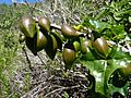 Carica chilensis (Planch. ex A. DC.) Solms by Pato Novoa - 004
