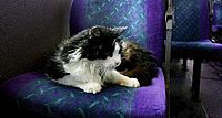Casper the cat, sitting in bus.jpg