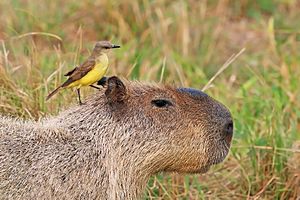 Capybara Facts for Kids