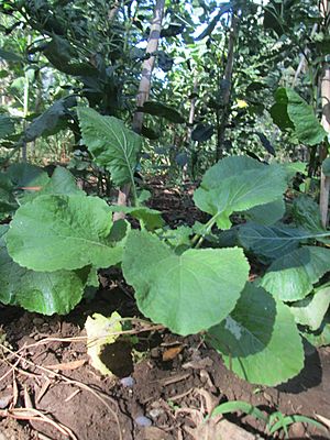 Cavuliceddu - Brassica fruticulosa plant 2.JPG