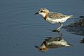 Chestnut-banded Plover - Ndutu - Tanzania 0263