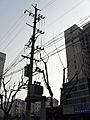 China utility pole