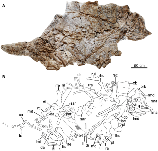 Chuanqilong chaoyangensis