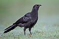 Corcorax melanorhamphos - Pinegrove Memorial Parkt