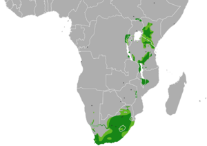 Cossypha caffra, verspreidingskaart met subspp, b.png