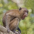 Crab-eating macaque (Macaca fascicularis) Phang Nga