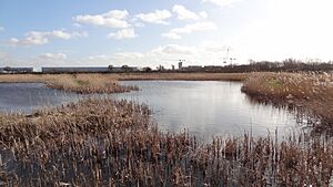Crossness Nature Reserve 6