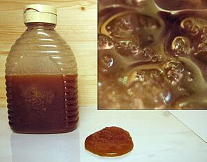 Crystallized honey with close-up