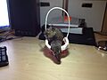 Degu can be trained to do tricks