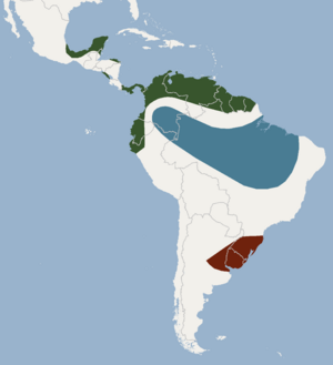 Distribution of Eumops bonariensis.png