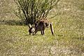 Eastern grey kangaroo feeding on native grasses along the Gibraltar Peak Trail in the Tidbinbilla Nature Reserve