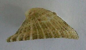 Emarginula striatula (side view)