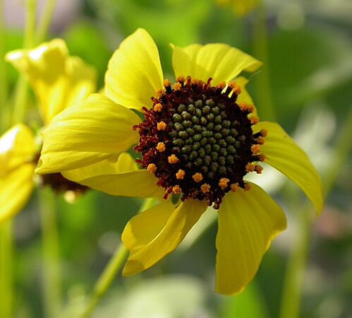 Encelia farinosa var. radians head 2002-10-10