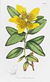 English-Botany James-Sowerby Plate-2017 HYPERICUM calycinum Long---flowered st Johns---wort