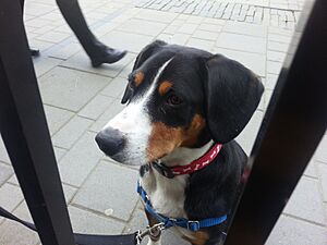 Entlebucher sennenhund at 11 months