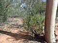 Eremophila maculata brevifolia (habit)