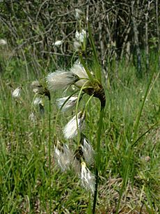 Eriophorum latifolium1