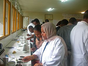 Ethiopia coffee tasters (5762556065)