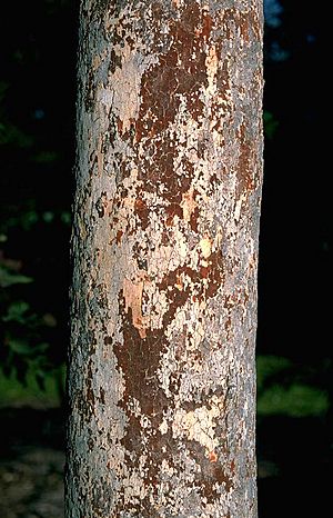 Eucalyptus bleeseri bark