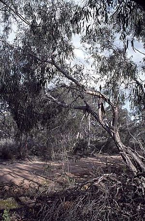 Eucalyptus falciformis.jpg