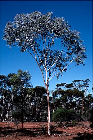 Eucalyptus georgei.jpg