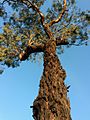 Eucalyptus tricarpa - upper branch bark
