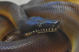Ferme des Reptiles - Bothrochilus albertisii 03.jpg