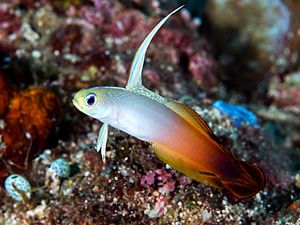 Fire dartfish (Nemateleotris magnifica) (43372442502).jpg