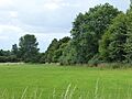 Fox Fritillary Meadow 3