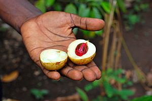 Fresh nutmeg in Zanzibar (Tanzania)