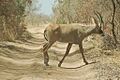 Gazelle big road park w niger 2006148670716 94d943892c b